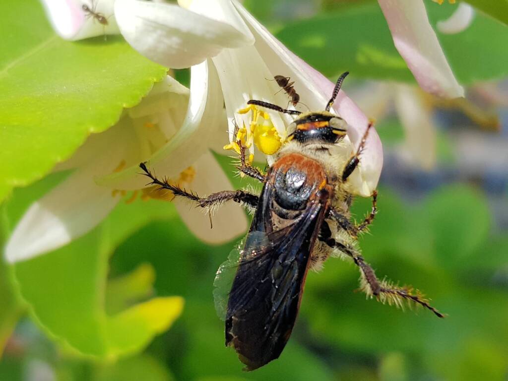 Yellow Hairy Flower Wasp (Radumeris radula) with black ants on lemon blossoms, Alice Springs NT