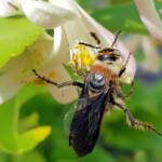 Yellow Hairy Flower Wasp (Radumeris radula) with black ants on lemon blossoms, Alice Springs NT