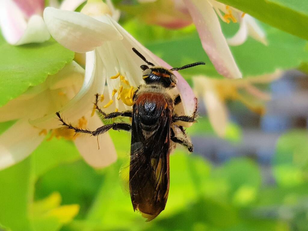 Yellow Hairy Flower Wasp (Radumeris radula) with black ants on lemon blossoms, Alice Springs NT