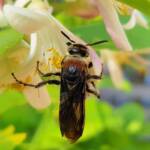 Yellow Hairy Flower Wasp (Radumeris radula) with black ants on lemon blossoms, Alice Springs NT