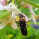 Yellow Hairy Flower Wasp (Radumeris radula) with black ants on lemon blossoms, Alice Springs NT