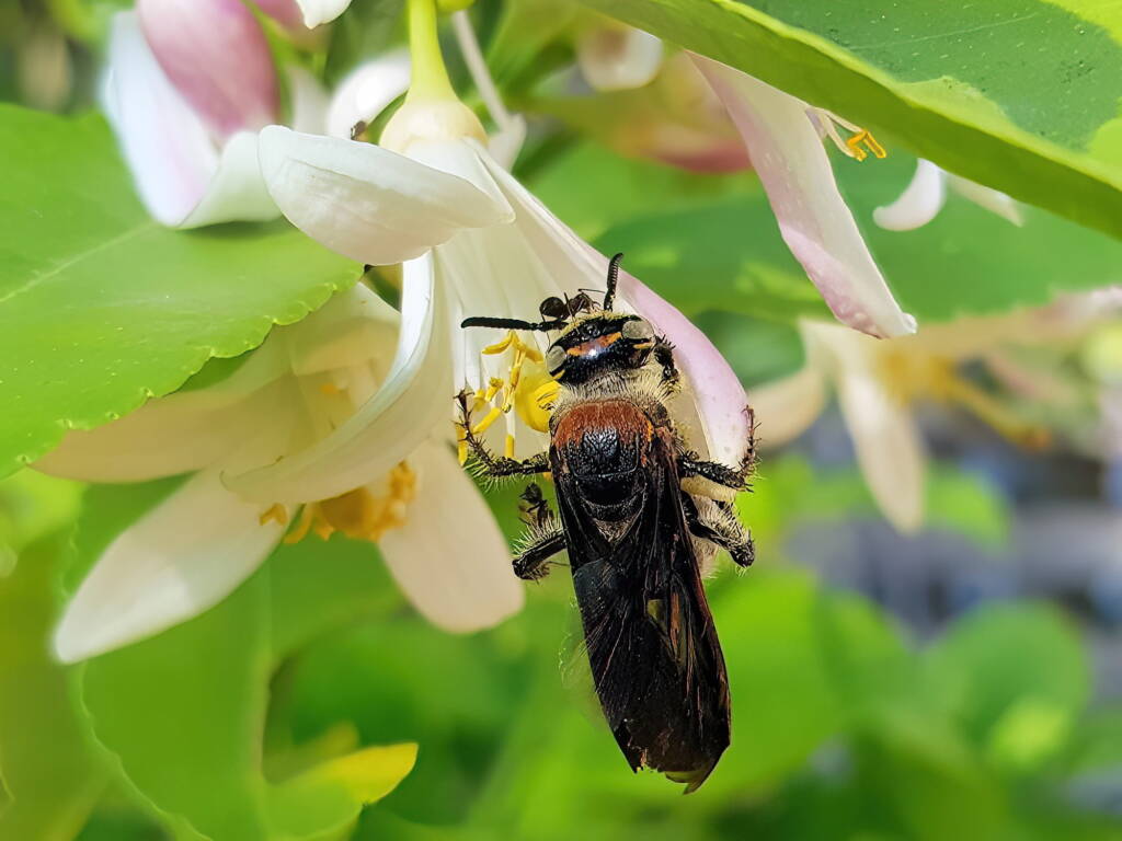 Yellow Hairy Flower Wasp (Radumeris radula) with black ants on lemon blossoms, Alice Springs NT