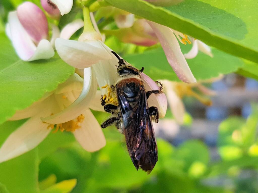 Yellow Hairy Flower Wasp (Radumeris radula) with black ants on lemon blossoms, Alice Springs NT