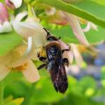 Yellow Hairy Flower Wasp (Radumeris radula) with black ants on lemon blossoms, Alice Springs NT
