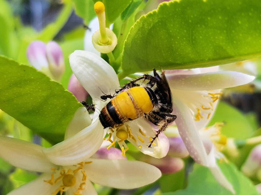 Yellow Hairy Flower Wasp (Radumeris radula) with black ants on lemon blossoms, Alice Springs NT