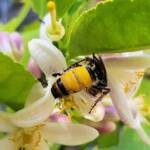 Yellow Hairy Flower Wasp (Radumeris radula) with black ants on lemon blossoms, Alice Springs NT