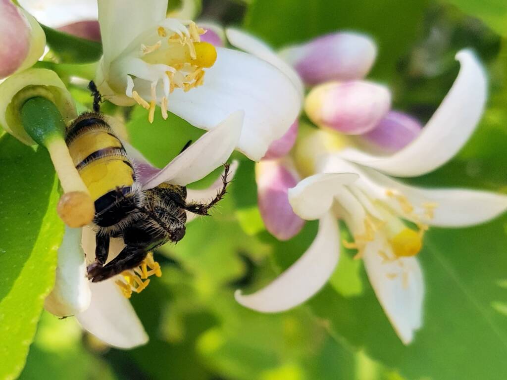 Yellow Hairy Flower Wasp (Radumeris radula) with black ants on lemon blossoms, Alice Springs NT