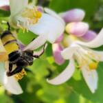 Yellow Hairy Flower Wasp (Radumeris radula) with black ants on lemon blossoms, Alice Springs NT