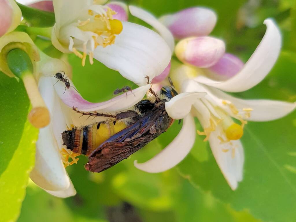 Yellow Hairy Flower Wasp (Radumeris radula) with black ants on lemon blossoms, Alice Springs NT