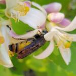 Yellow Hairy Flower Wasp (Radumeris radula) with black ants on lemon blossoms, Alice Springs NT
