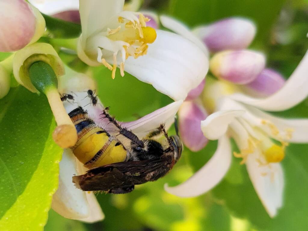 Yellow Hairy Flower Wasp (Radumeris radula) with black ants on lemon blossoms, Alice Springs NT