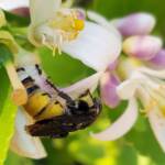 Yellow Hairy Flower Wasp (Radumeris radula) with black ants on lemon blossoms, Alice Springs NT