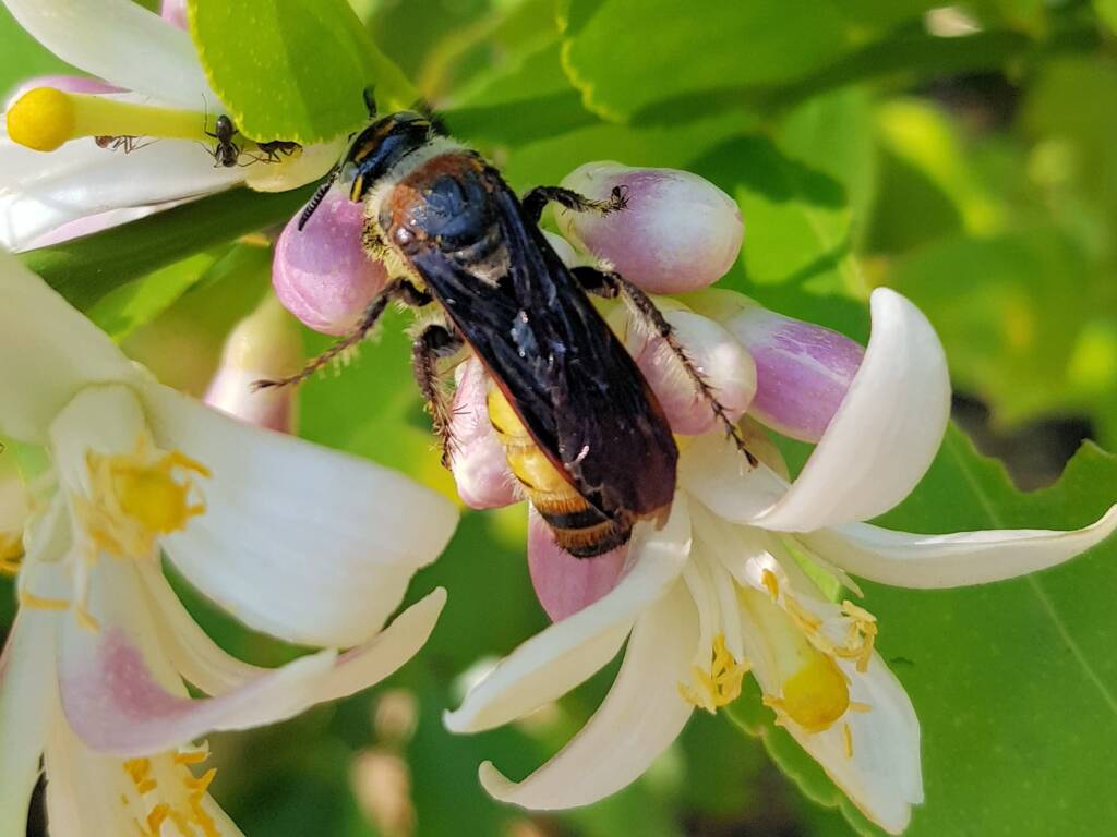Yellow Hairy Flower Wasp (Radumeris radula) with black ants on lemon blossoms, Alice Springs NT
