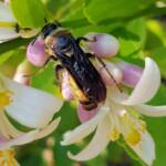 Yellow Hairy Flower Wasp (Radumeris radula) with black ants on lemon blossoms, Alice Springs NT