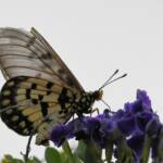 Glasswing (Acraea andromacha), Alice Springs NT © Dorothy Latimer