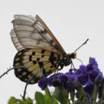 Glasswing (Acraea andromacha), Alice Springs NT © Dorothy Latimer
