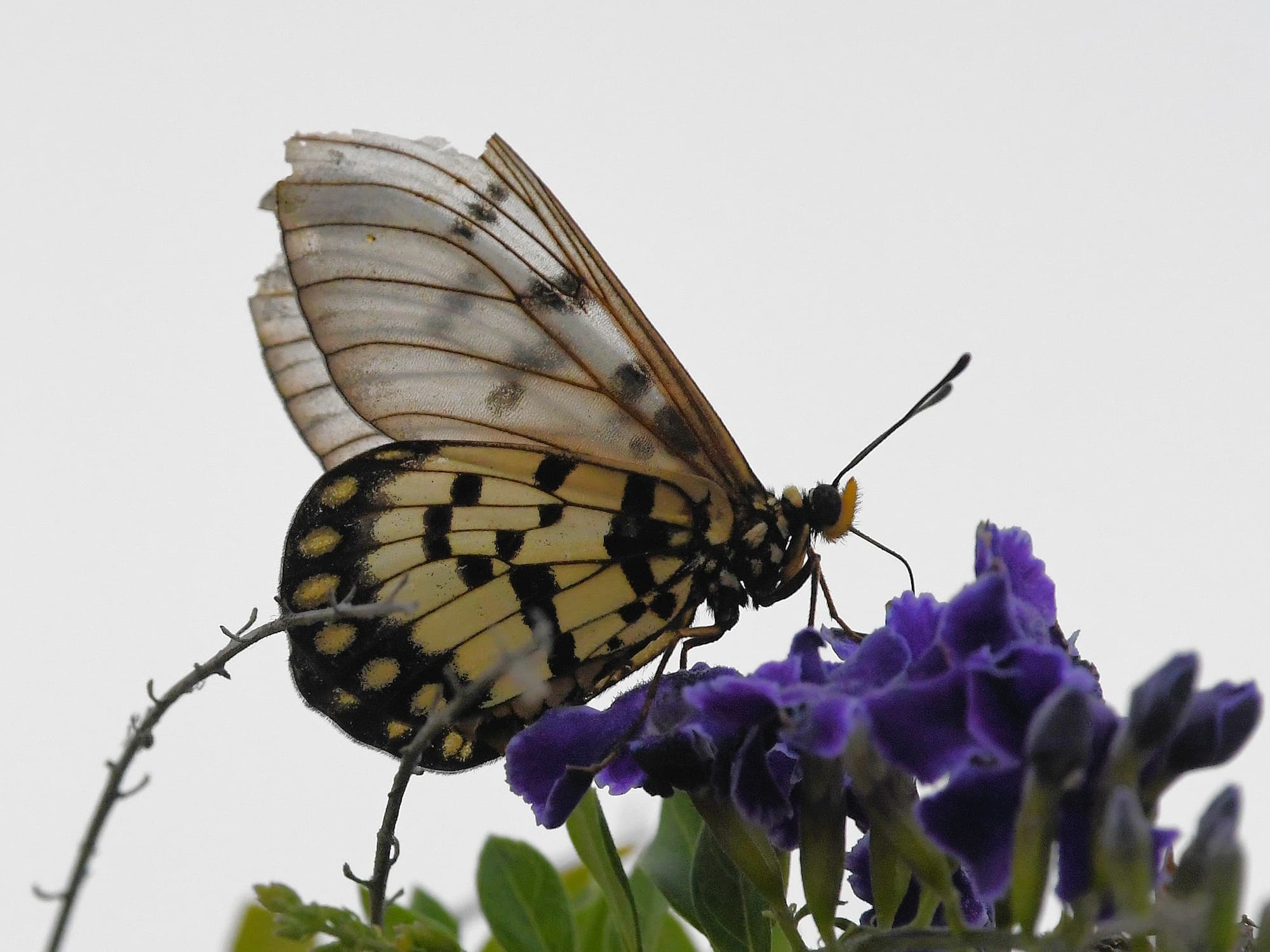 Glasswing (Acraea andromacha), Alice Springs NT © Dorothy Latimer
