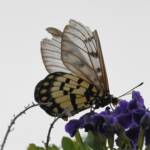 Glasswing (Acraea andromacha), Alice Springs NT © Dorothy Latimer