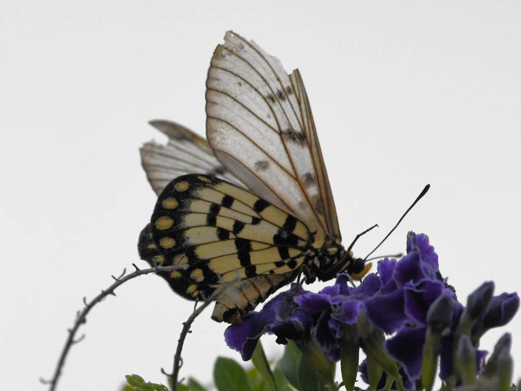 Glasswing (Acraea andromacha), Alice Springs NT © Dorothy Latimer
