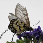 Glasswing (Acraea andromacha), Alice Springs NT © Dorothy Latimer