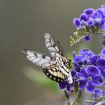 Glasswing (Acraea andromacha), Alice Springs NT © Dorothy Latimer