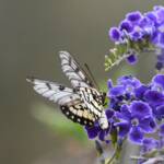 Glasswing (Acraea andromacha), Alice Springs NT © Dorothy Latimer