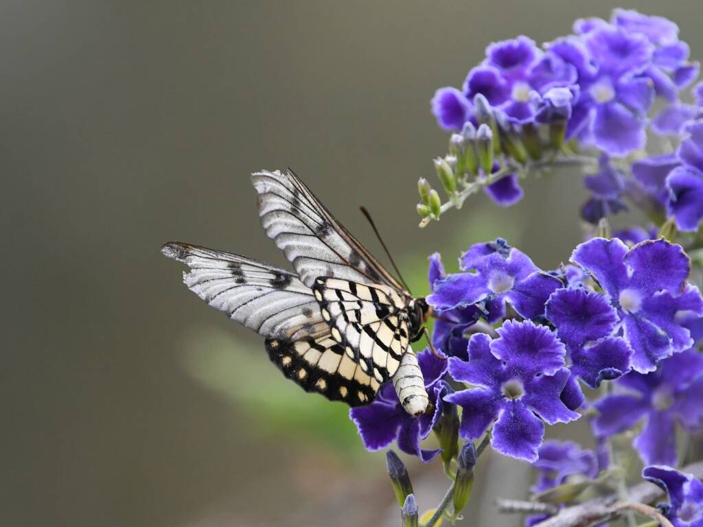Glasswing (Acraea andromacha), Alice Springs NT © Dorothy Latimer