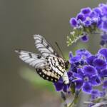 Glasswing (Acraea andromacha), Alice Springs NT © Dorothy Latimer