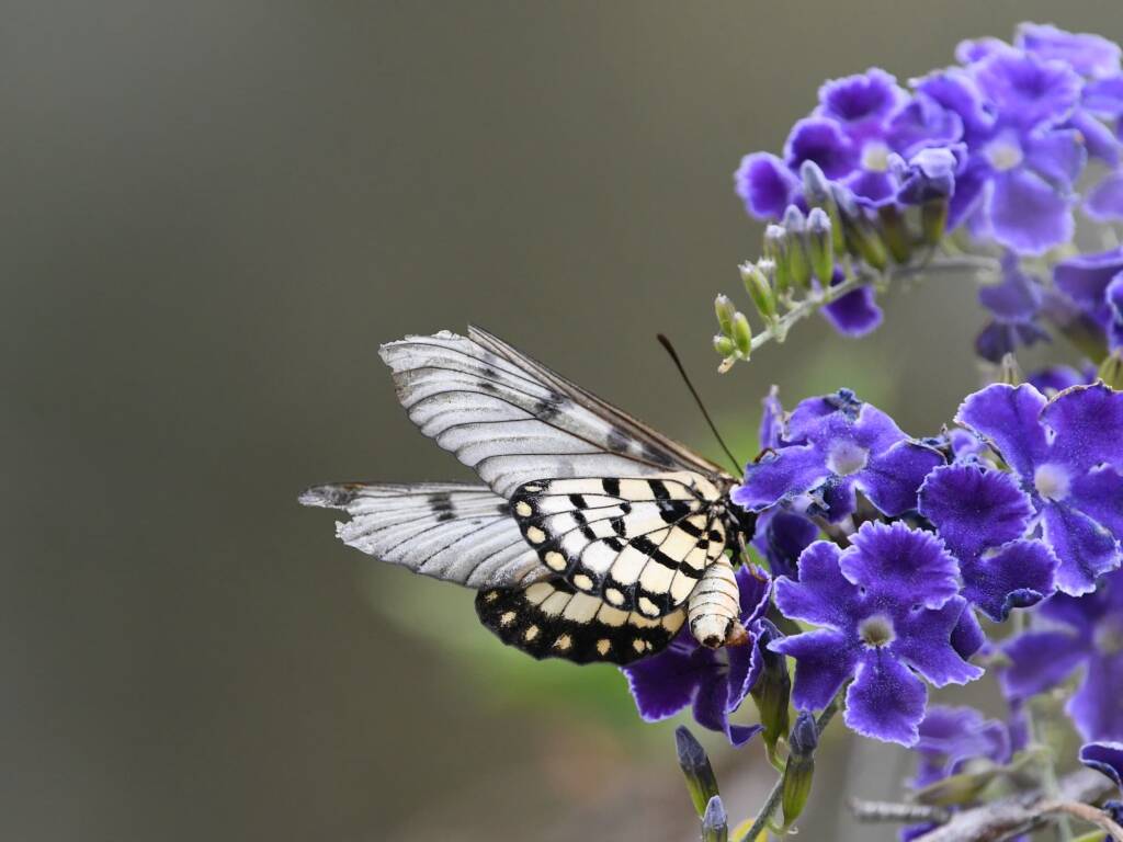 Glasswing (Acraea andromacha), Alice Springs NT © Dorothy Latimer