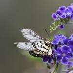 Glasswing (Acraea andromacha), Alice Springs NT © Dorothy Latimer