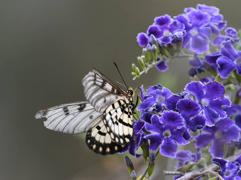Glasswing (Acraea andromacha), Alice Springs NT © Dorothy Latimer