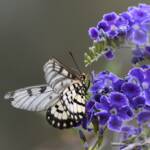 Glasswing (Acraea andromacha), Alice Springs NT © Dorothy Latimer