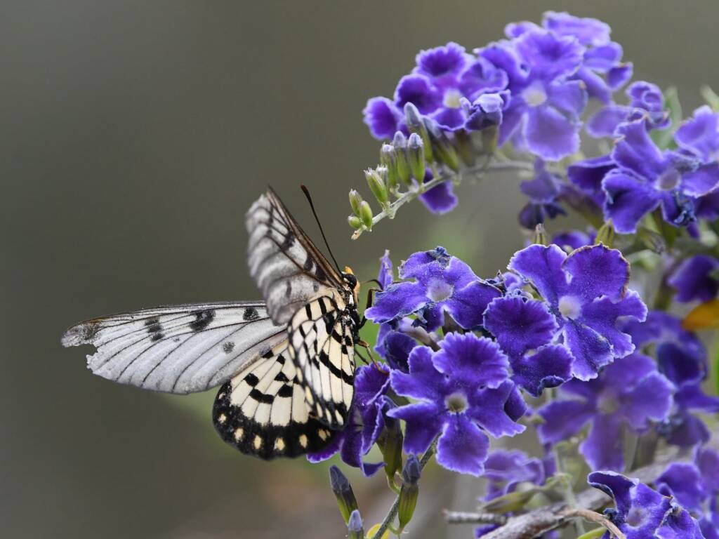 Glasswing (Acraea andromacha), Alice Springs NT © Dorothy Latimer