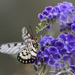 Glasswing (Acraea andromacha), Alice Springs NT © Dorothy Latimer