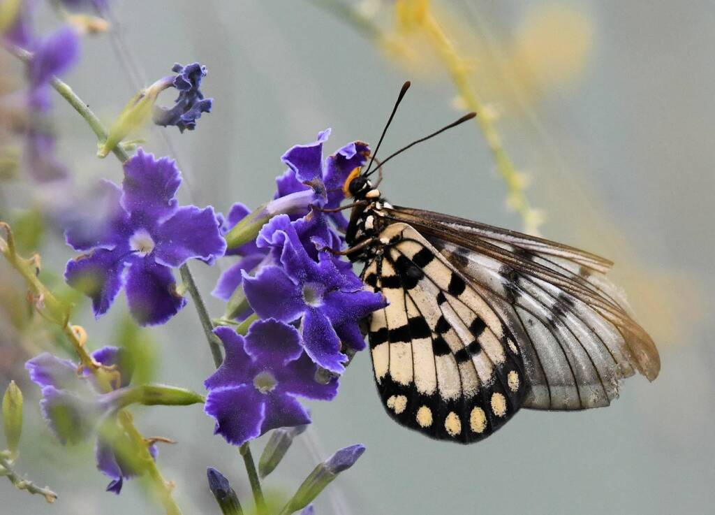 Glasswing (Acraea andromacha), Alice Springs NT © Dorothy Latimer