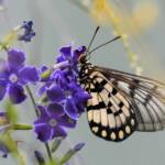 Glasswing (Acraea andromacha), Alice Springs NT © Dorothy Latimer