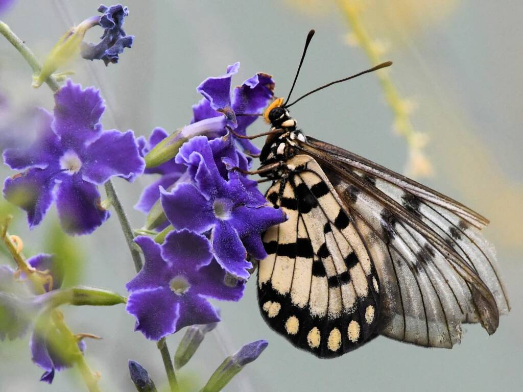 Glasswing (Acraea andromacha), Alice Springs NT © Dorothy Latimer