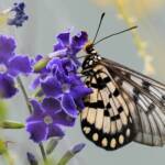 Glasswing (Acraea andromacha), Alice Springs NT © Dorothy Latimer