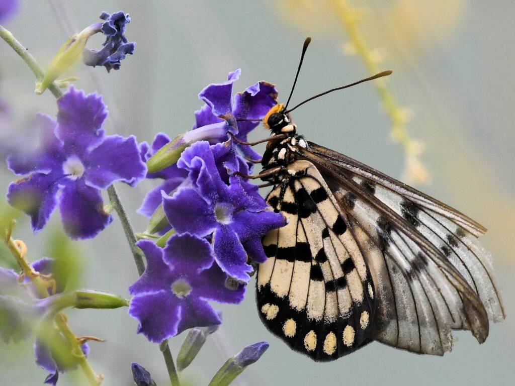 Glasswing (Acraea andromacha), Alice Springs NT © Dorothy Latimer