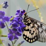 Glasswing (Acraea andromacha), Alice Springs NT © Dorothy Latimer