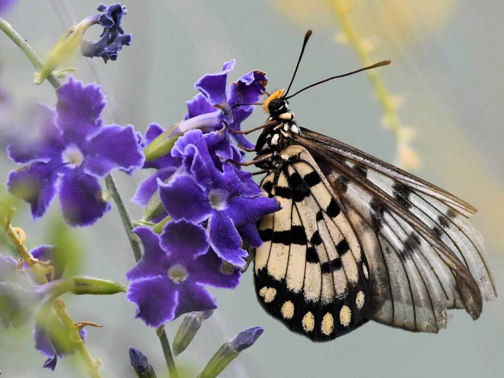 Glasswing (Acraea andromacha), Alice Springs NT © Dorothy Latimer