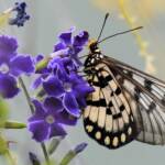 Glasswing (Acraea andromacha), Alice Springs NT © Dorothy Latimer