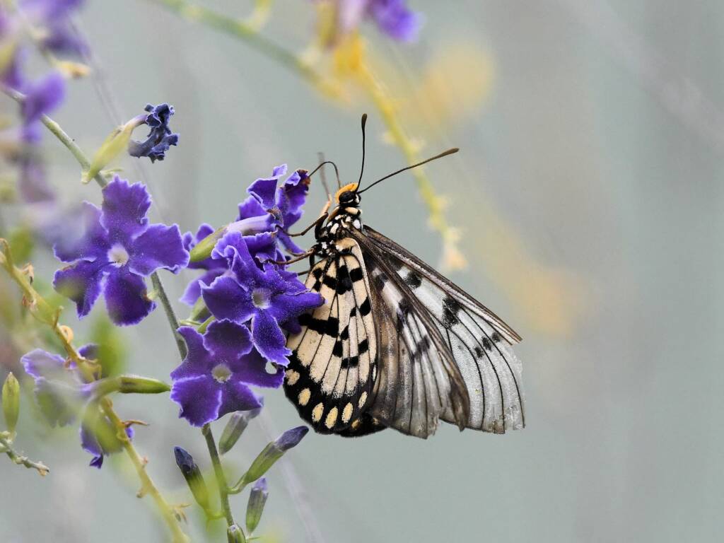 Glasswing (Acraea andromacha), Alice Springs NT © Dorothy Latimer