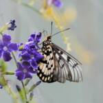 Glasswing (Acraea andromacha), Alice Springs NT © Dorothy Latimer