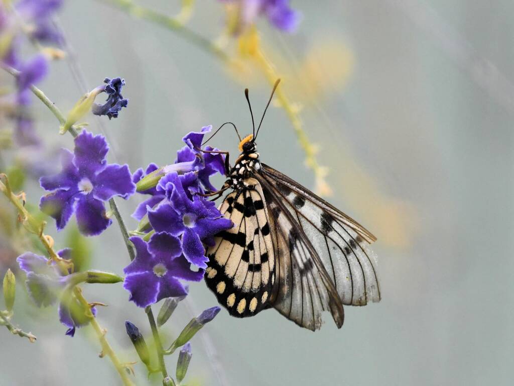 Glasswing (Acraea andromacha), Alice Springs NT © Dorothy Latimer