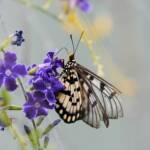 Glasswing (Acraea andromacha), Alice Springs NT © Dorothy Latimer