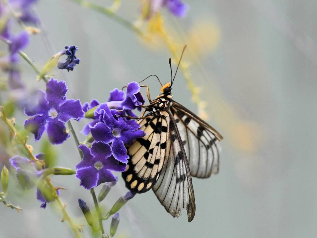 Glasswing (Acraea andromacha), Alice Springs NT © Dorothy Latimer
