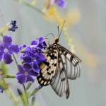 Glasswing (Acraea andromacha), Alice Springs NT © Dorothy Latimer