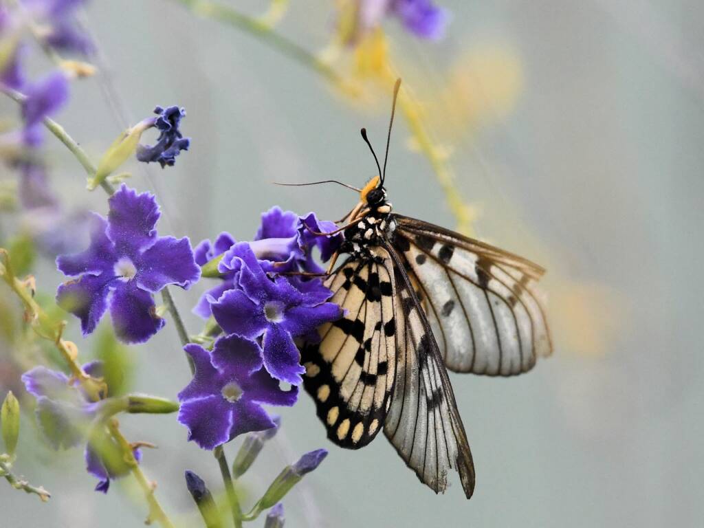 Glasswing (Acraea andromacha), Alice Springs NT © Dorothy Latimer