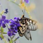 Glasswing (Acraea andromacha), Alice Springs NT © Dorothy Latimer